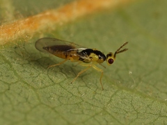 Cirrospilus diallus