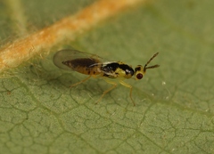 Cirrospilus diallus