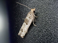 Spilonota constrictana