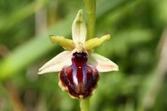 Ophrys sphegodes passionis
