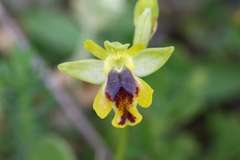 Ophrys sicula