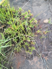 Crassula dependens
