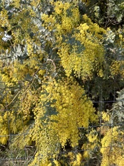Acacia baileyana
