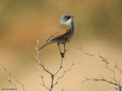 Curruca conspicillata