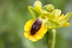 Ophrys lutea