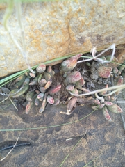 Adromischus umbraticola