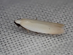 Scieropepla polyxesta