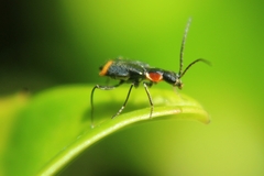 Axinotarsus pulicarius