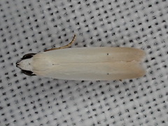 Scieropepla polyxesta