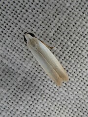 Scieropepla polyxesta