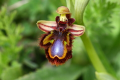 Ophrys speculum