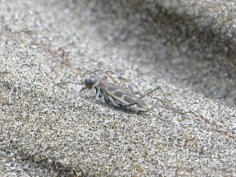 Habroscelimorpha curvata