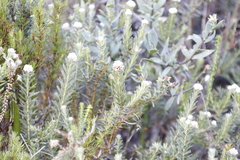Phylica strigosa
