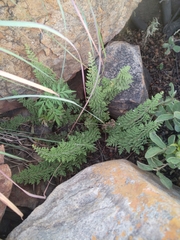 Cheilanthes eckloniana