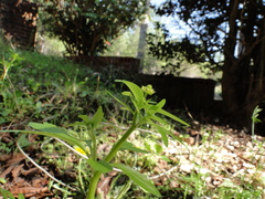 Ranunculus abortivus