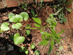 Ranunculus abortivus