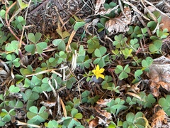 Oxalis dillenii
