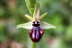Ophrys sphegodes atrata