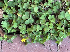 Oxalis dillenii