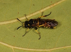 Tenthredo marginella