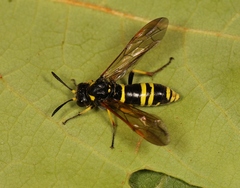 Tenthredo marginella