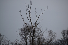 Accipiter nisus