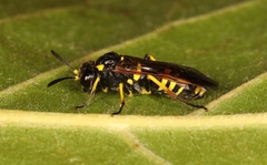 Tenthredo marginella