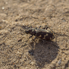 Cicindela hybrida