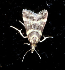 Scoparia spelaea