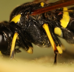 Tenthredo marginella