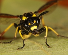 Tenthredo marginella