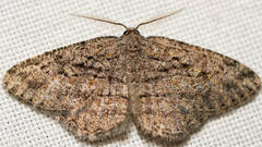 Zermizinga sinuata
