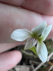Viola vittata