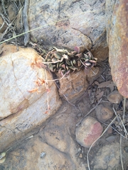 Adromischus umbraticola