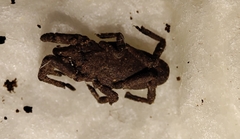 Trogulidae