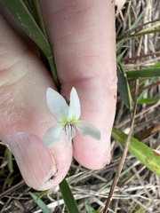 Viola vittata