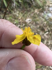 Xyris elliottii