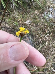 Xyris elliottii