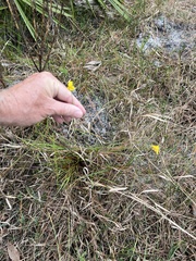 Xyris elliottii