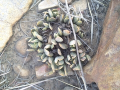 Adromischus umbraticola