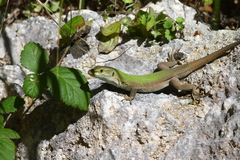 Podarcis siculus