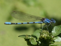 Argia nahuana