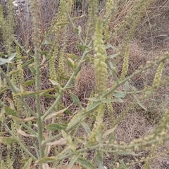 Reseda luteola