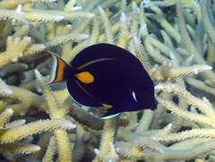 Acanthurus achilles