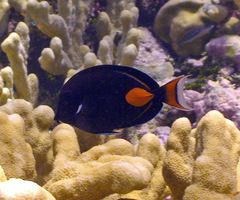 Acanthurus achilles