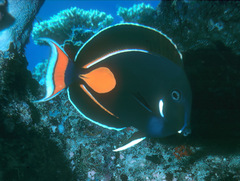 Acanthurus achilles