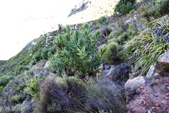 Protea lepidocarpodendron
