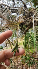 Tillandsia setacea