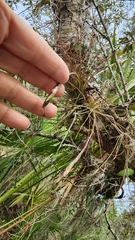 Tillandsia setacea