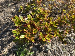 Rhamnaceae